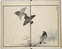 聚鳥画譜 / 藤園堂書店 / 古本、中古本、古書籍の通販は「日本の